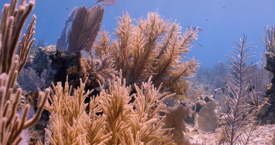 Coral and underwater vegetation sway along the seabed and fish swim as sunlight shines from above