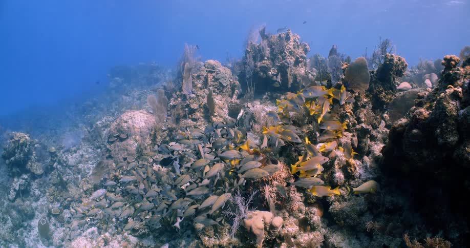 Fish are swimming in the ocean sea