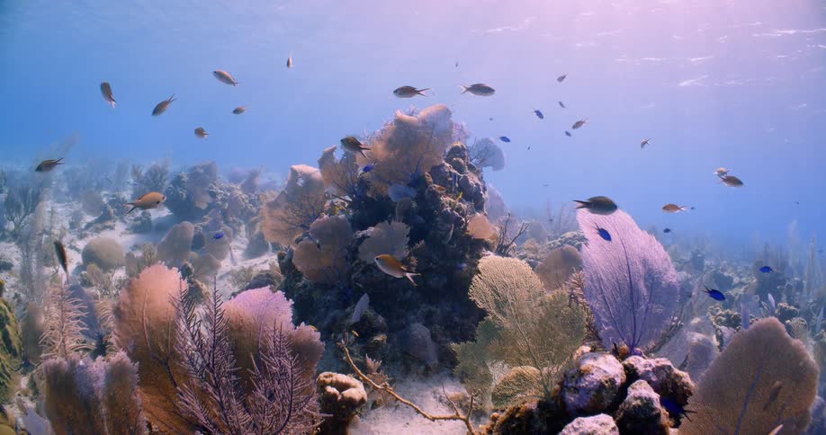 Fish swim above plants on the ocean floor
