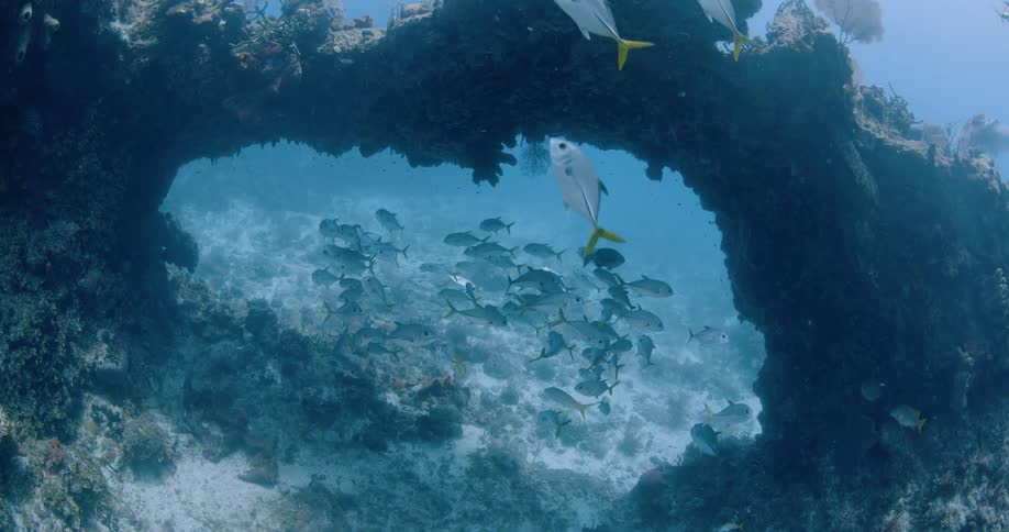 A view of fish swimming in the ocean
