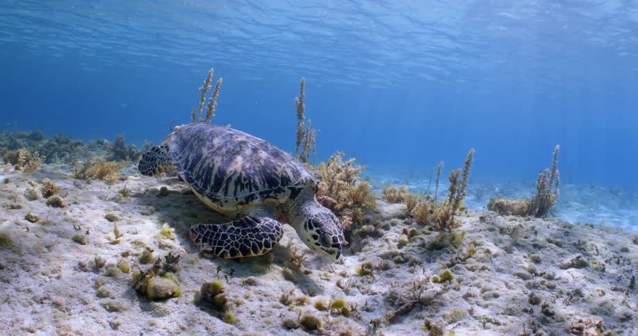 The large turtle swims underwater