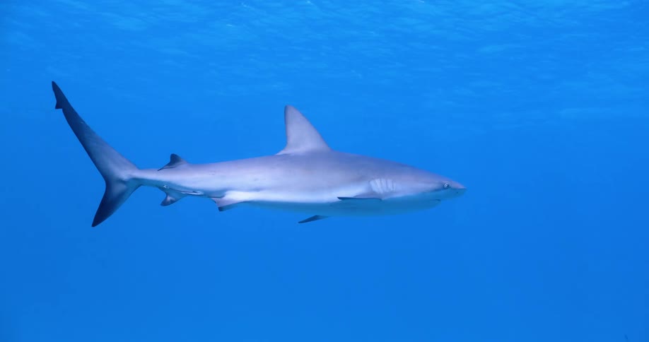 Shark swims past reef and through murky blue water