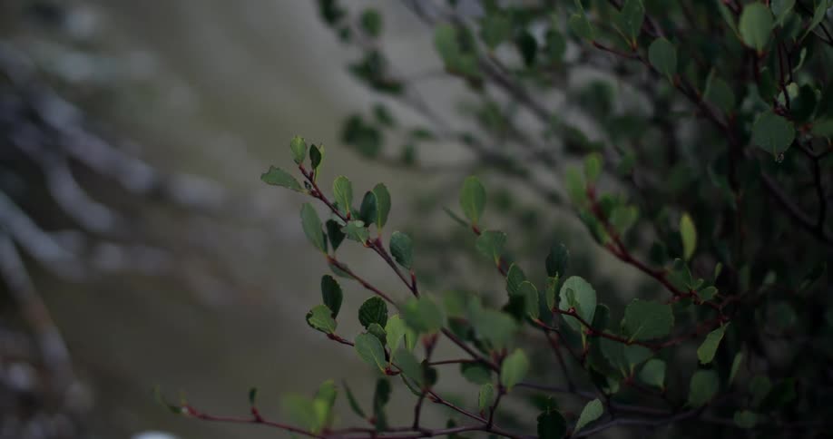 Leaves are shown in the sunlight