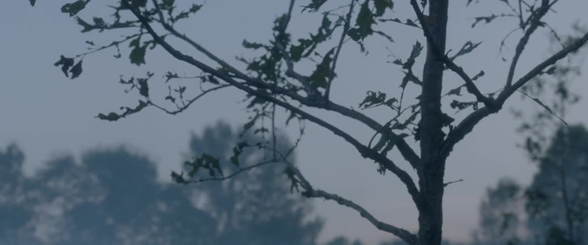 A tree with sparse leaves on a cloudy fall day