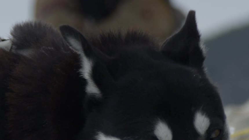 Sled dogs are panting as they pull a sled outside in winter