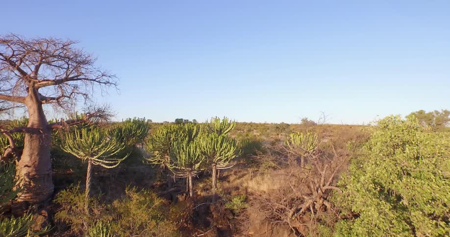 Aerial view of the flat wilderness and a clear day