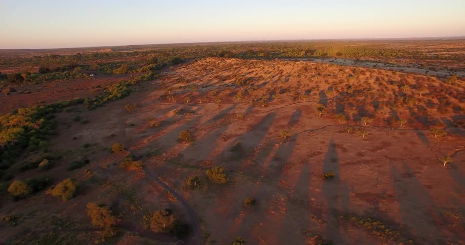 A bushy desert at sunset