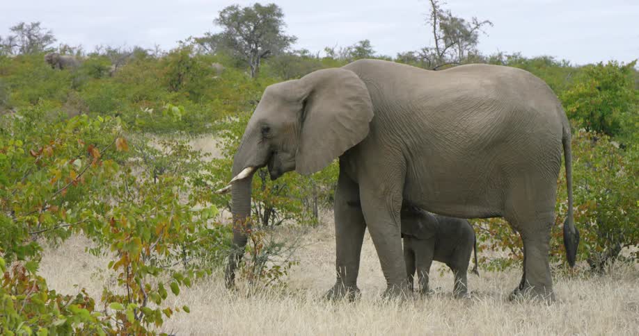 Mom and baby elephant in the wild