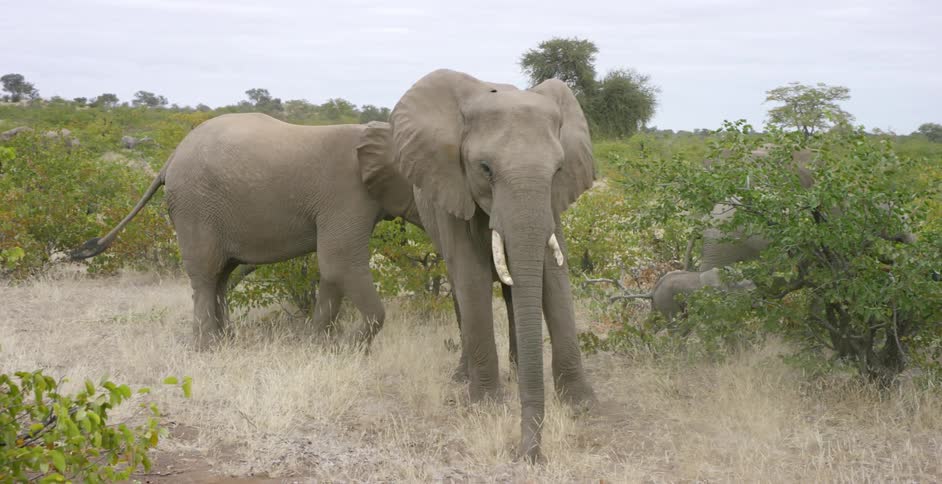Elephants walk amongst shrubs and grass