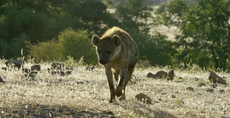 A hyena walks across some rocks