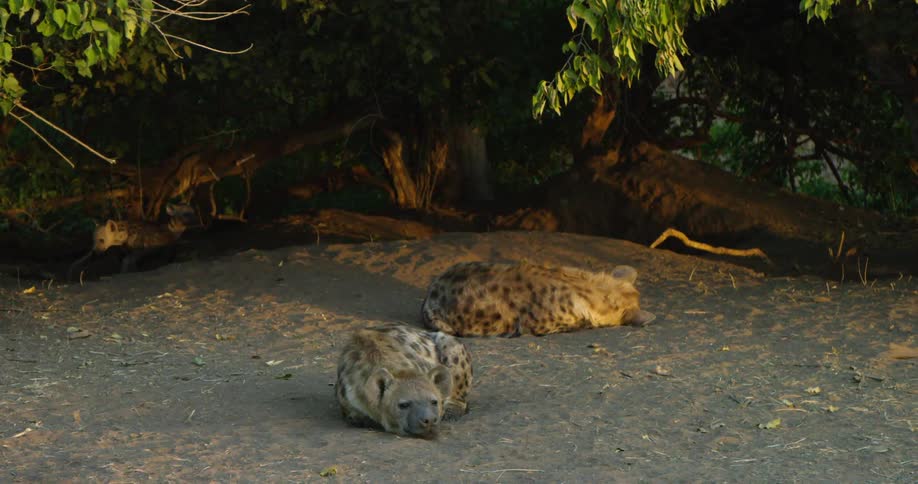 Hyenas lying in the shade