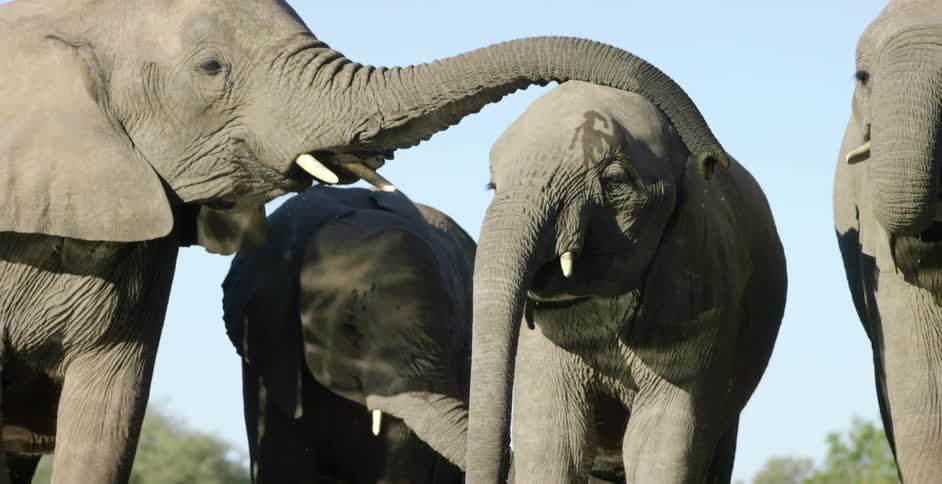 Elephants gather near a watering hole