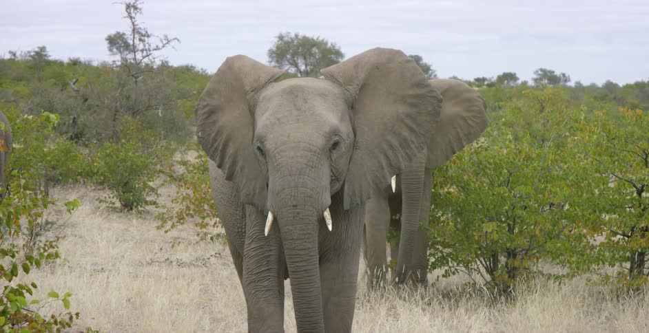 Two elephants stand in a grassy area