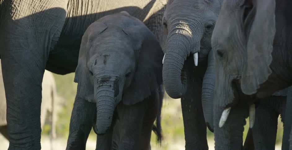 Several elephants stand in water and drink from it