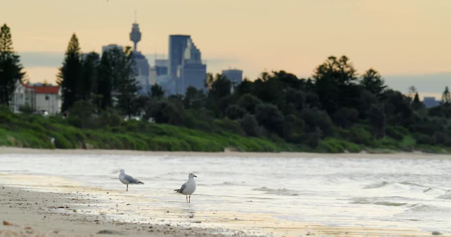 Waves roll onto beach near birds as hazy downtown buildings stand against red sky in the background
