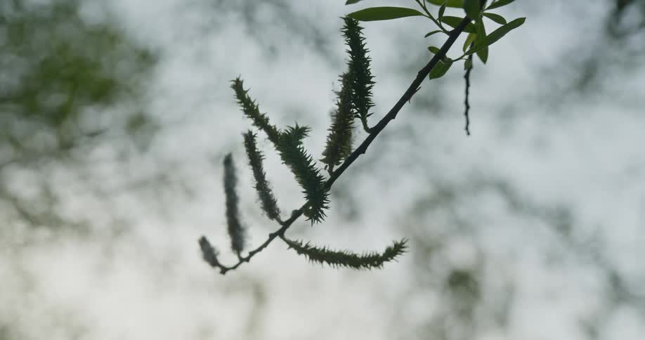 Pine needles and leaves cling to a tree branch
