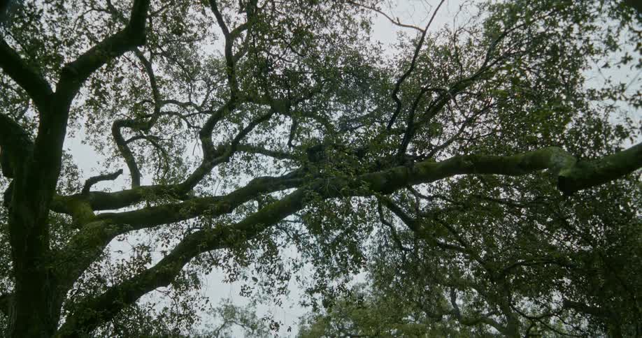 Window allows view of large moss covered tree on rainy day