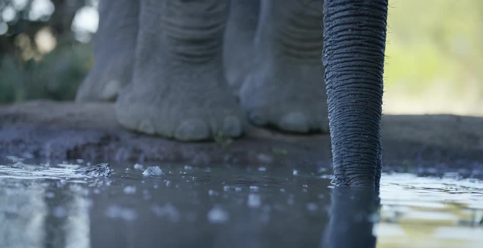 An elephant drinks from a pool