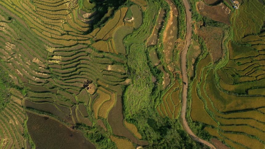Aerial view of rice paddies or other terraced crops while tracking a car traveling down a road