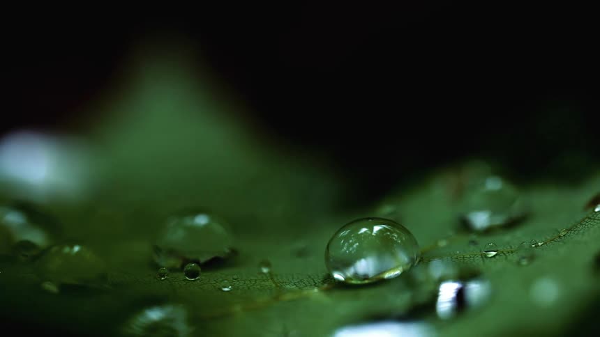 A closeup view of dewdrops settling on a green plant leaf