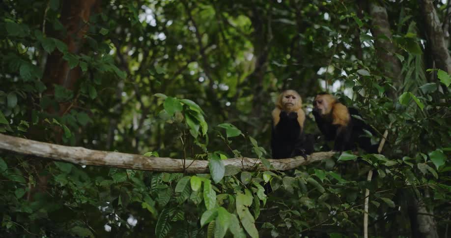 Two monkeys are sitting in a tree during the spring time