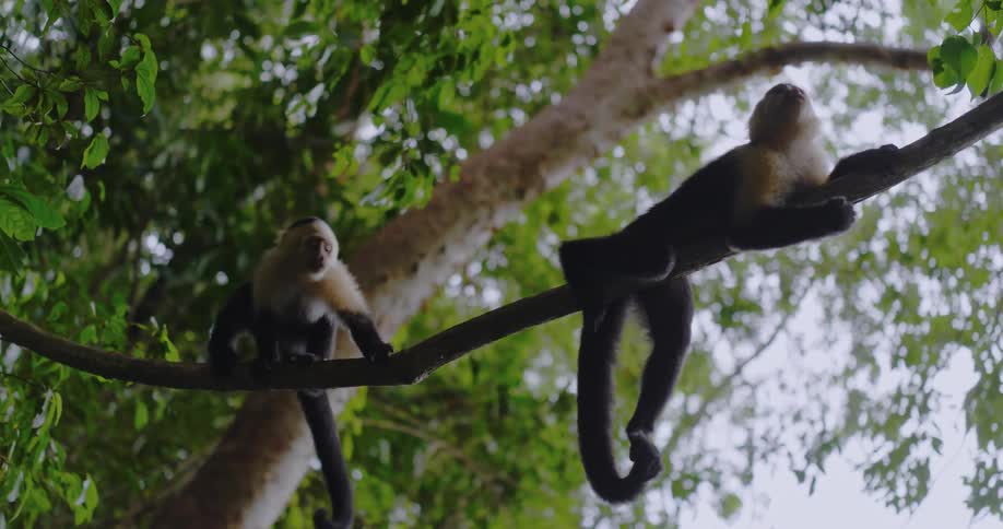 Two small monkeys climb on a tree branch and eat food