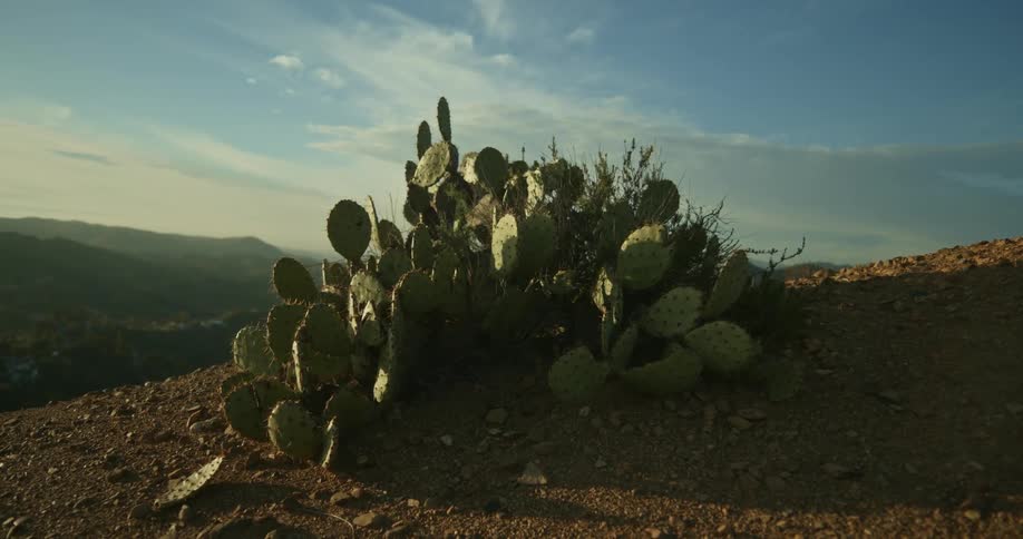 A closeup view of a bushlike cactus plant growing on the side of a hill