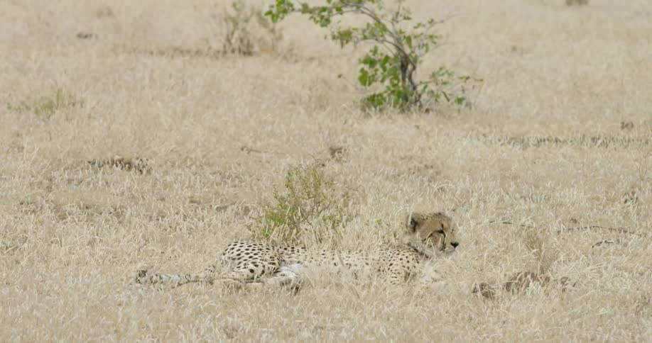 Cheetah lying in a short grassy area