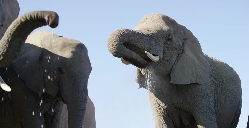 A herd of elephants drinking water