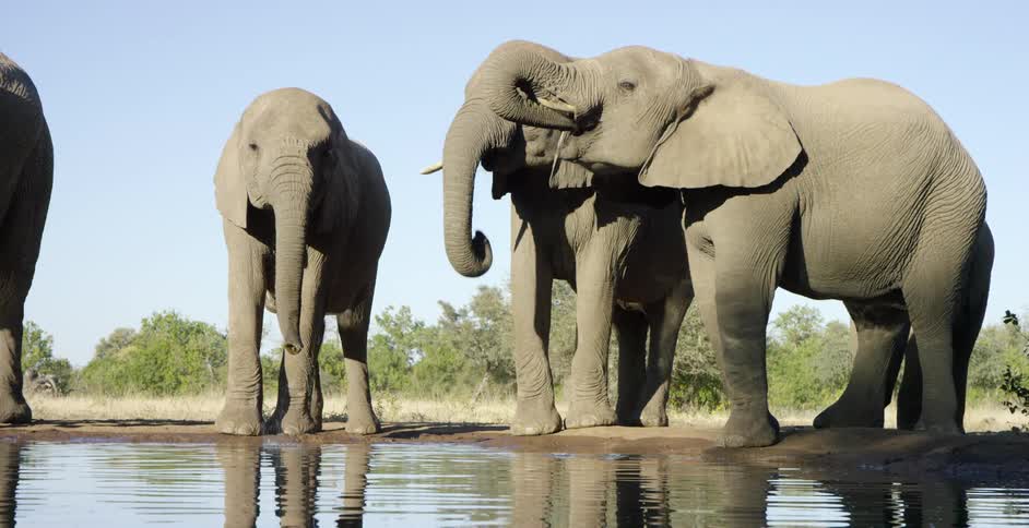 Elephants stand together drinking water