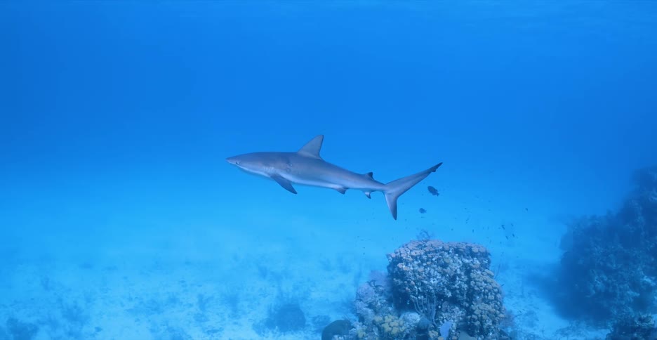 A shark slowly swims over some coral and away into the empty sea