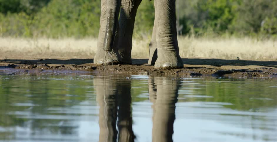 An elephant drinks from a rippling pool of water