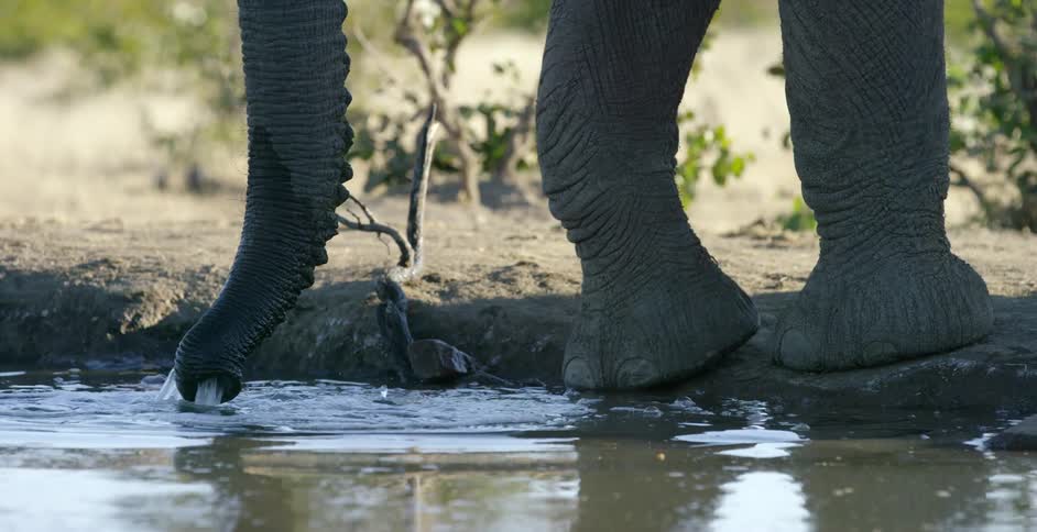 An elephant lifts some water from a pond