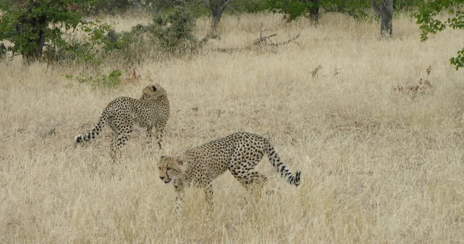 Two cheetahs stand in a valley