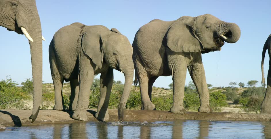 Group of elephants at a water's edge
