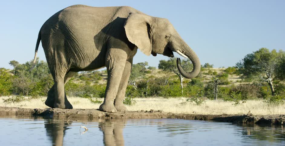 Elephant getting a drink of water at a watering hole