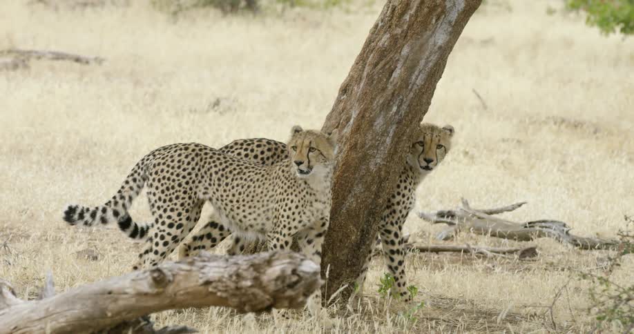 Two cheetahs standing next to a tree