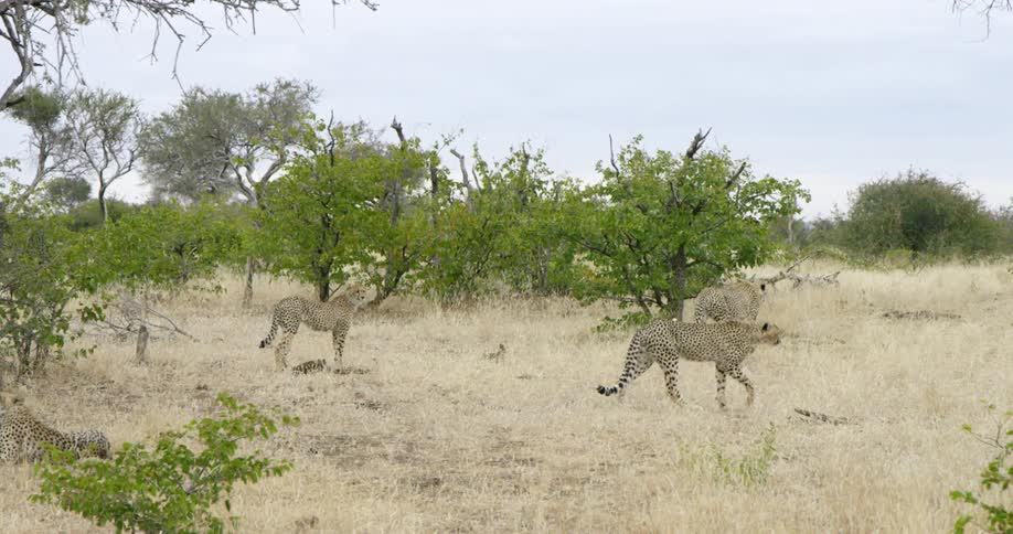 Cheetah's walk across a grassy plain