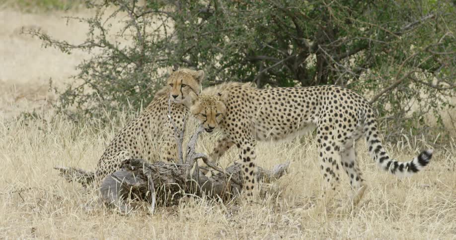 Two cheetahs chew on a small tree