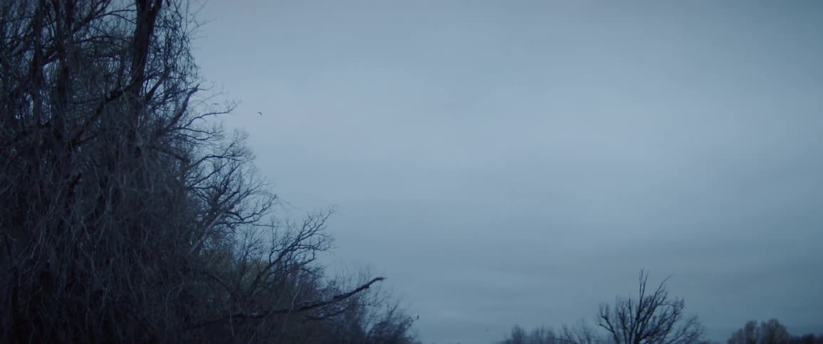 Birds fly over a gloomy forest