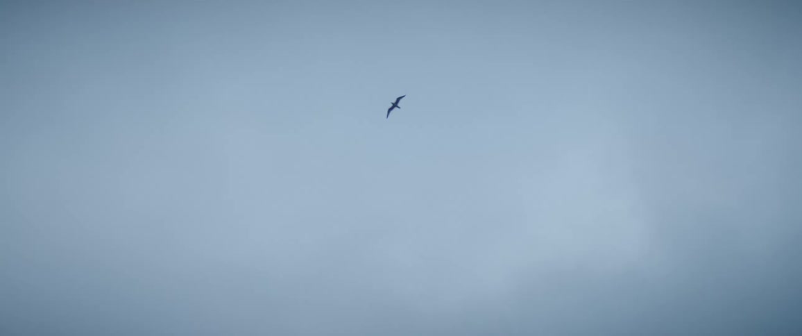 A bird flies over tree branches on a cloudy day