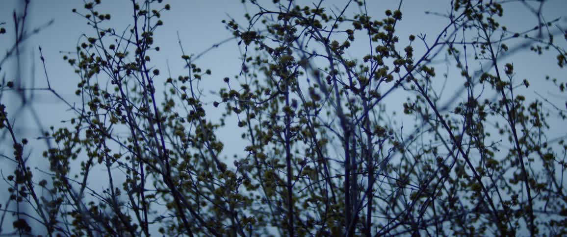 The branches are sprouting on the tree
