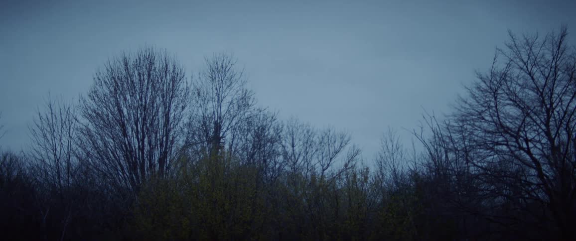 Trees in a forest