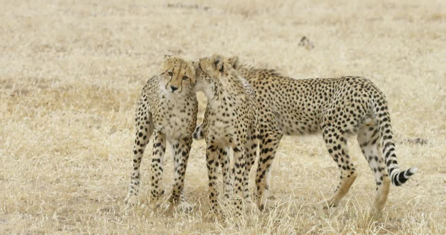 Three cheetahs run in the grass