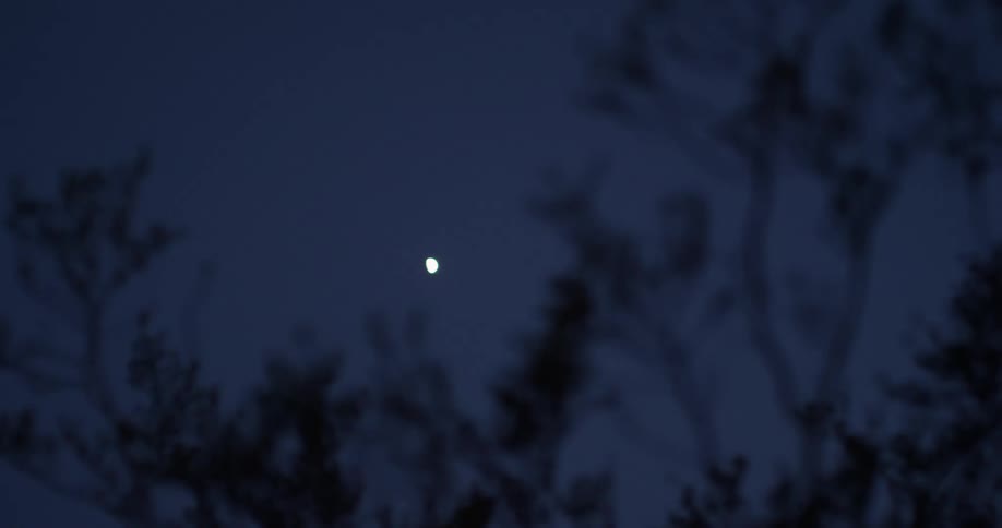 Moon on a clear night seen just over some tree branches