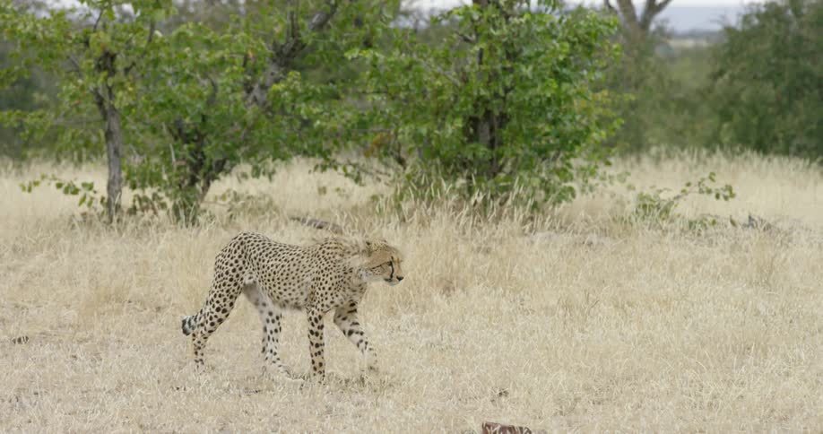 Cheetah slowly walks through the grass