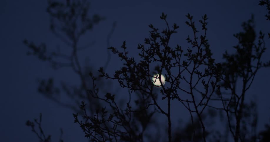 A full moon behind trees in a dark blue sky