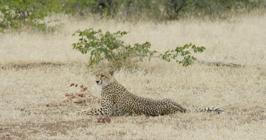 A cheetah rests on the grass