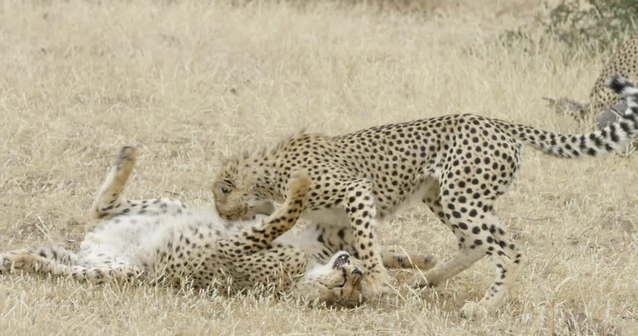 Two cheetahs fight and play in the grass