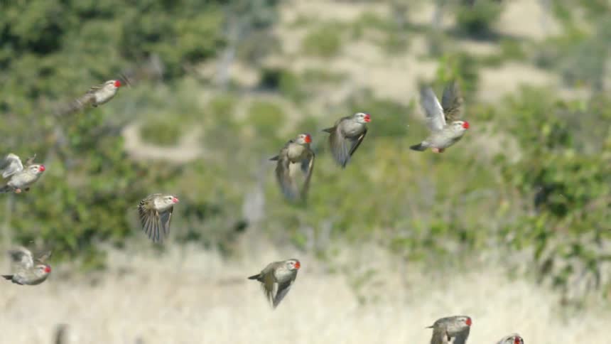 Birds fly together in a flock into the sky